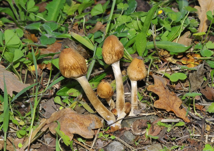 Psathyrella sp.?